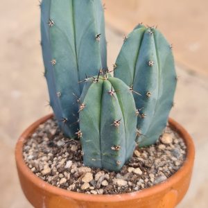 Myrtillocactus geometrizans