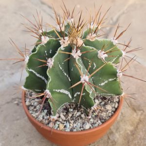 Astrophytum ornatum