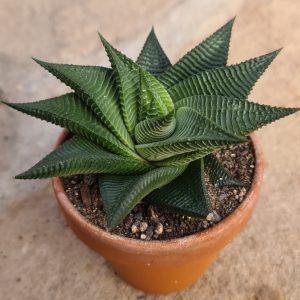 Haworthia limifolia