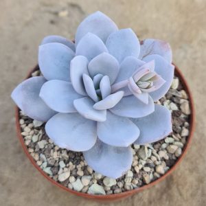 Echeveria lauii