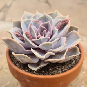 Echeveria lilacina