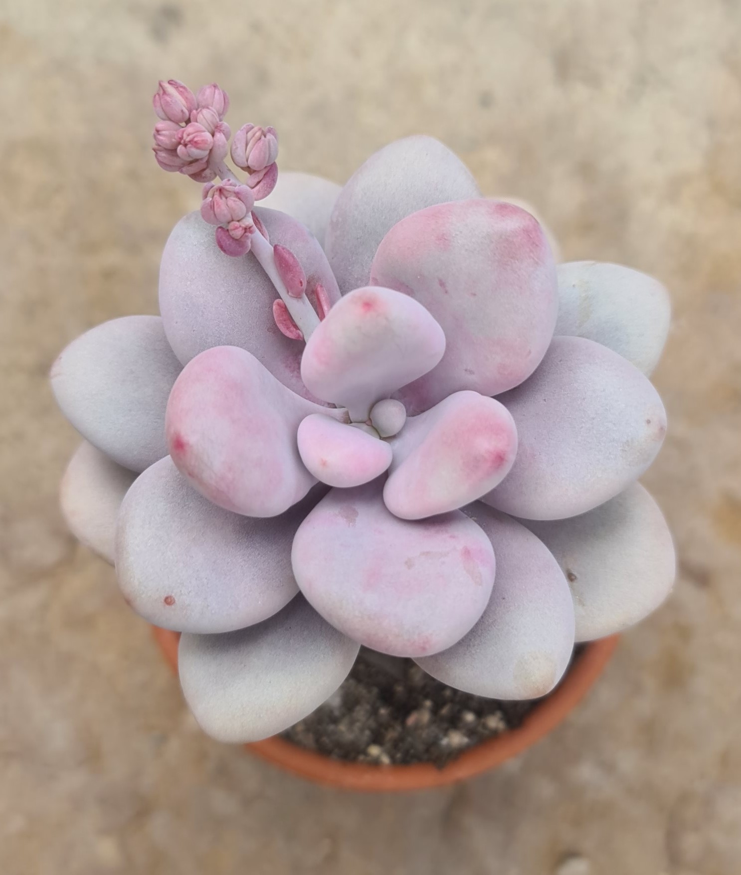 Graptopetalum amethystinum