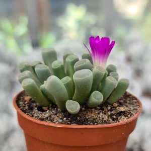 Frithia pulchra