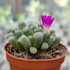 Frithia pulchra