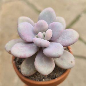 Graptopetalum amethystinum