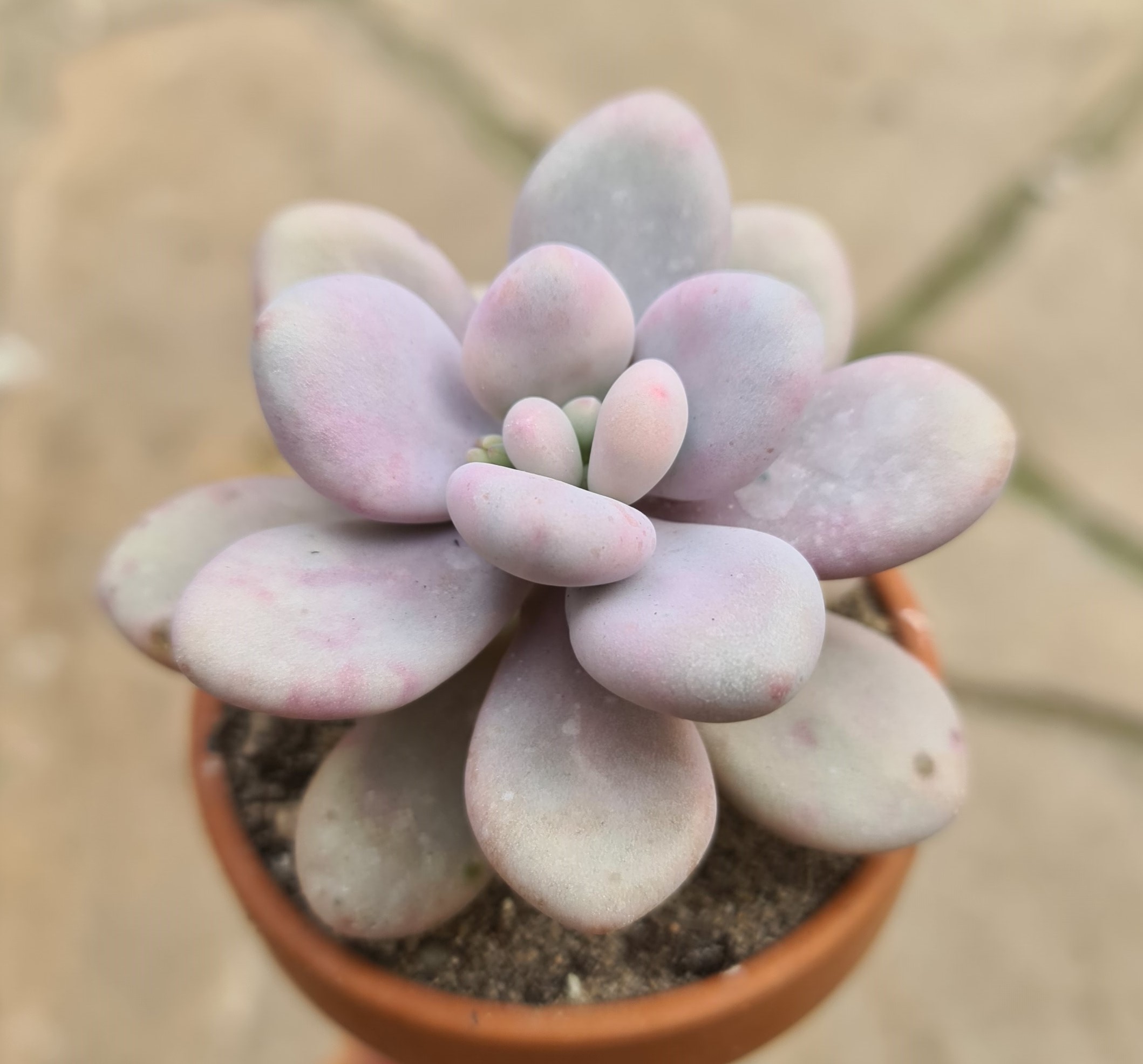 Graptopetalum amethystinum