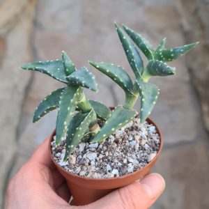 Aloe arenicola