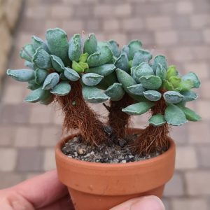 Adromischus cristatus
