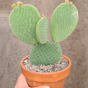 Tacinga inamoena