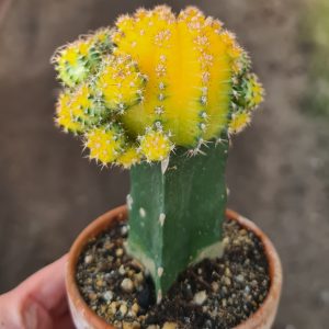 Gymnocalycium mihanovichii gelb