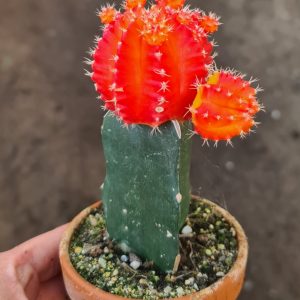 Gymnocalycium mihanovichii orange