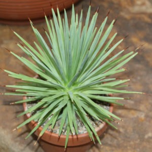 Agave striata nana
