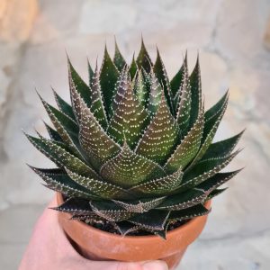 Aloe cosmos