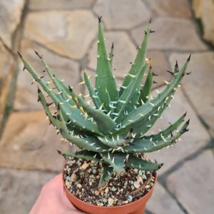 Aloe melanacantha