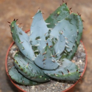 Aloe peglerae