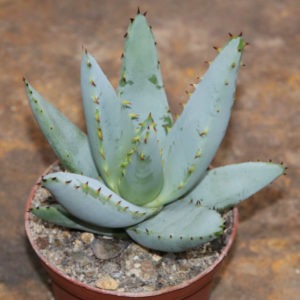 Aloe claviflora