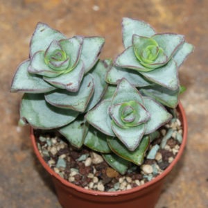 Crassula conjunkta