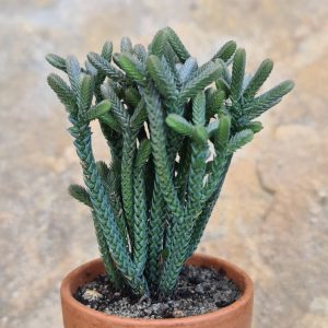 Crassula lycopodioides