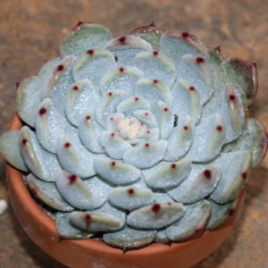 Echeveria cuspidata var. gemmula