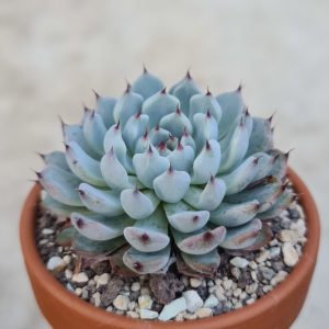 Echeveria minima