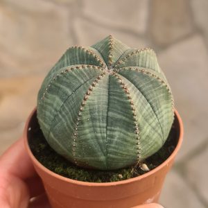 Euphorbia obesa