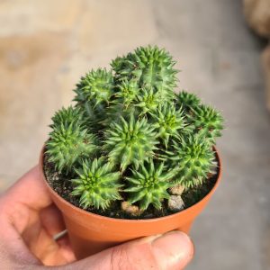 Euphorbia susannae