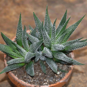 Haworthia fasciata cv. Concolor Zebra