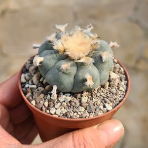 Lophophora williamsii  'Schnapskopf; Peyotl'