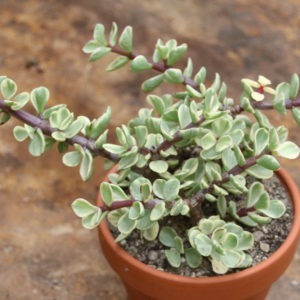 Portulacaria afra variegata