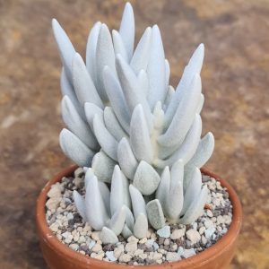 Senecio haworthii cv. Silver White