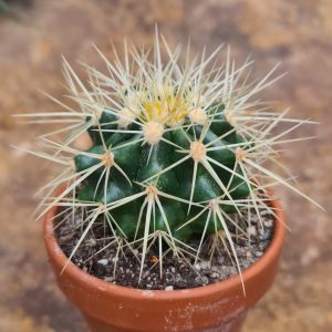 Echinocactus grusonii "Schwiegermuttersitz"