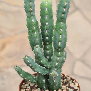 Euphorbia debilispina