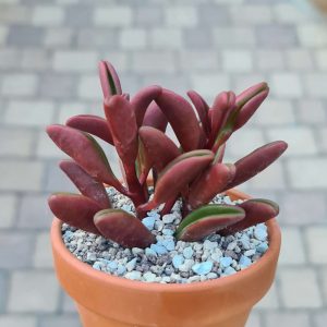 Peperomia glaveolens cv. Ruby Glow
