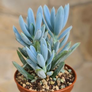 Senecio serpens