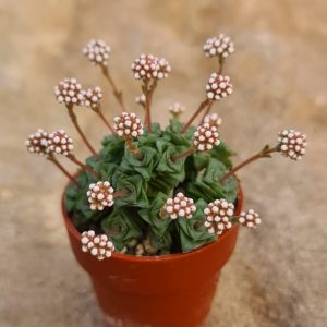 Crassula sozialis