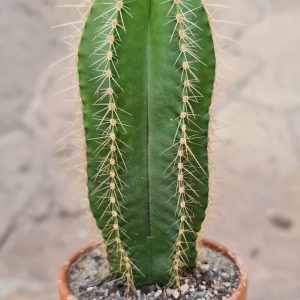 Isolatocereus dumortieri