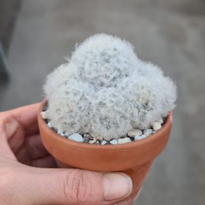 Mammillaria plumosa