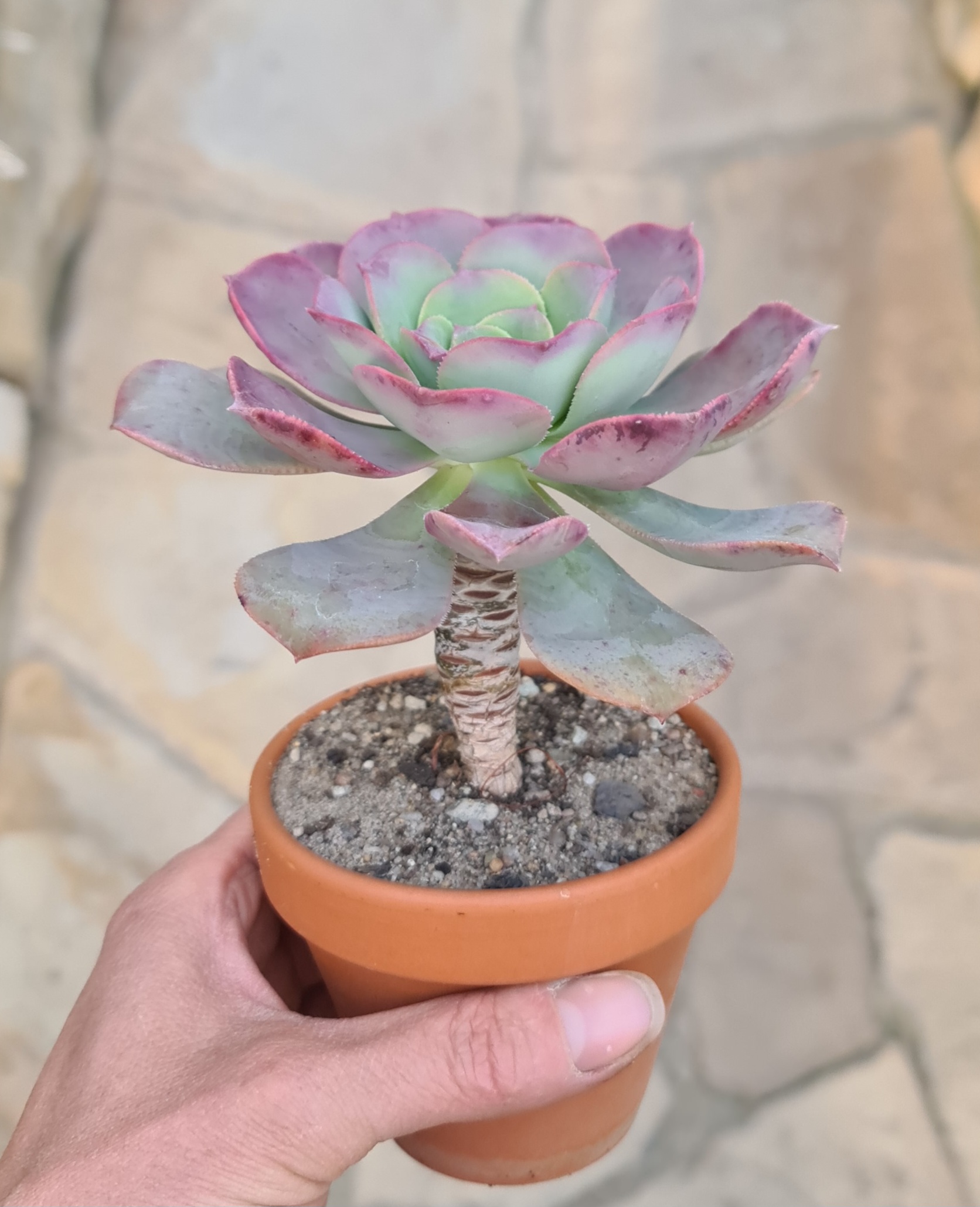 Aeonium david bramwellii