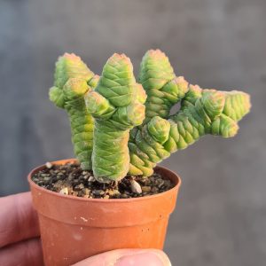 Crassula columnella