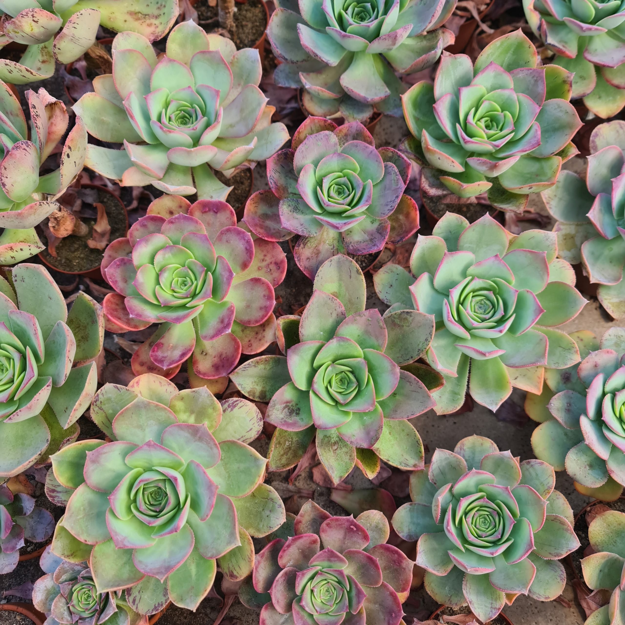 Aeonium david bramwellii