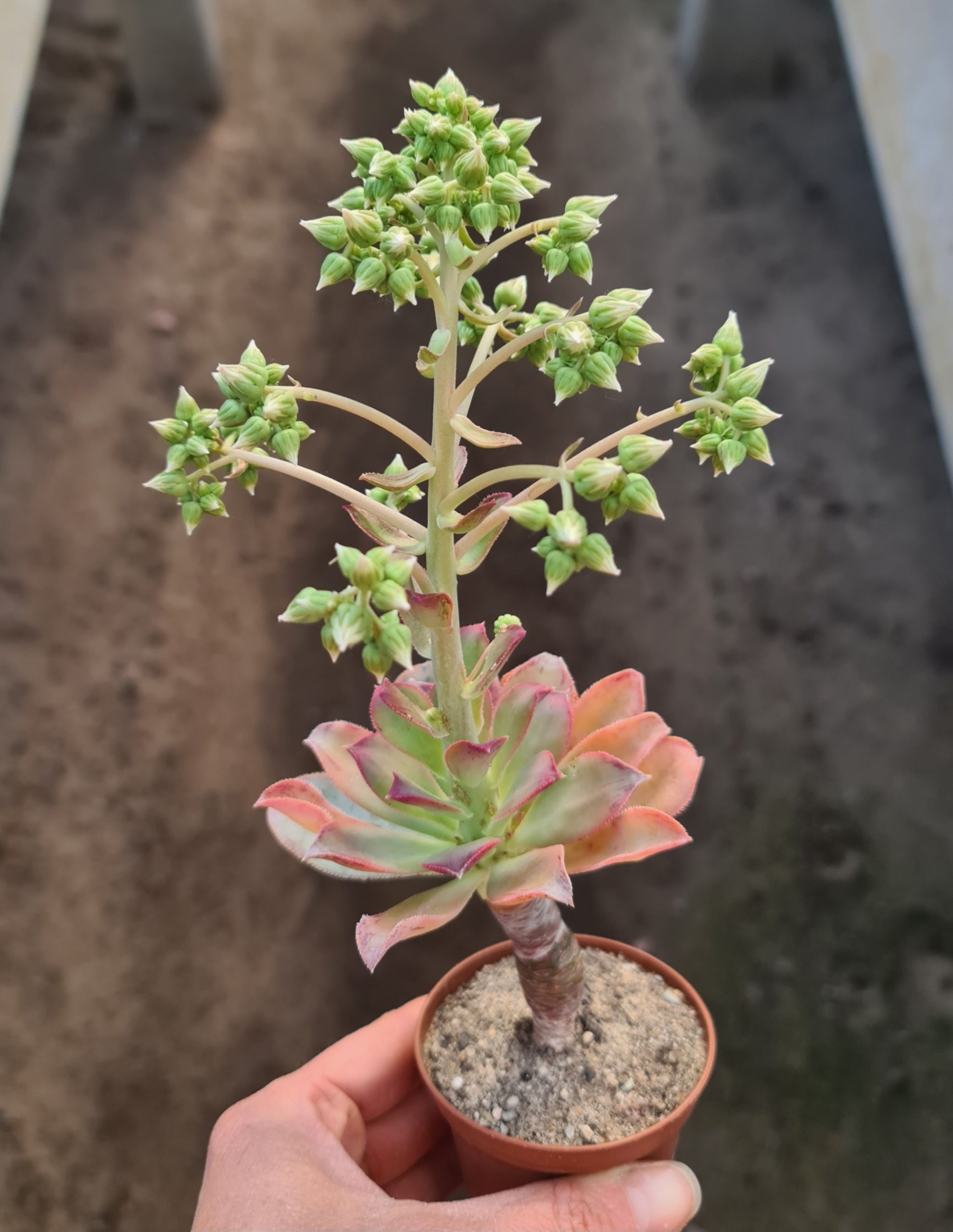 Aeonium david bramwellii