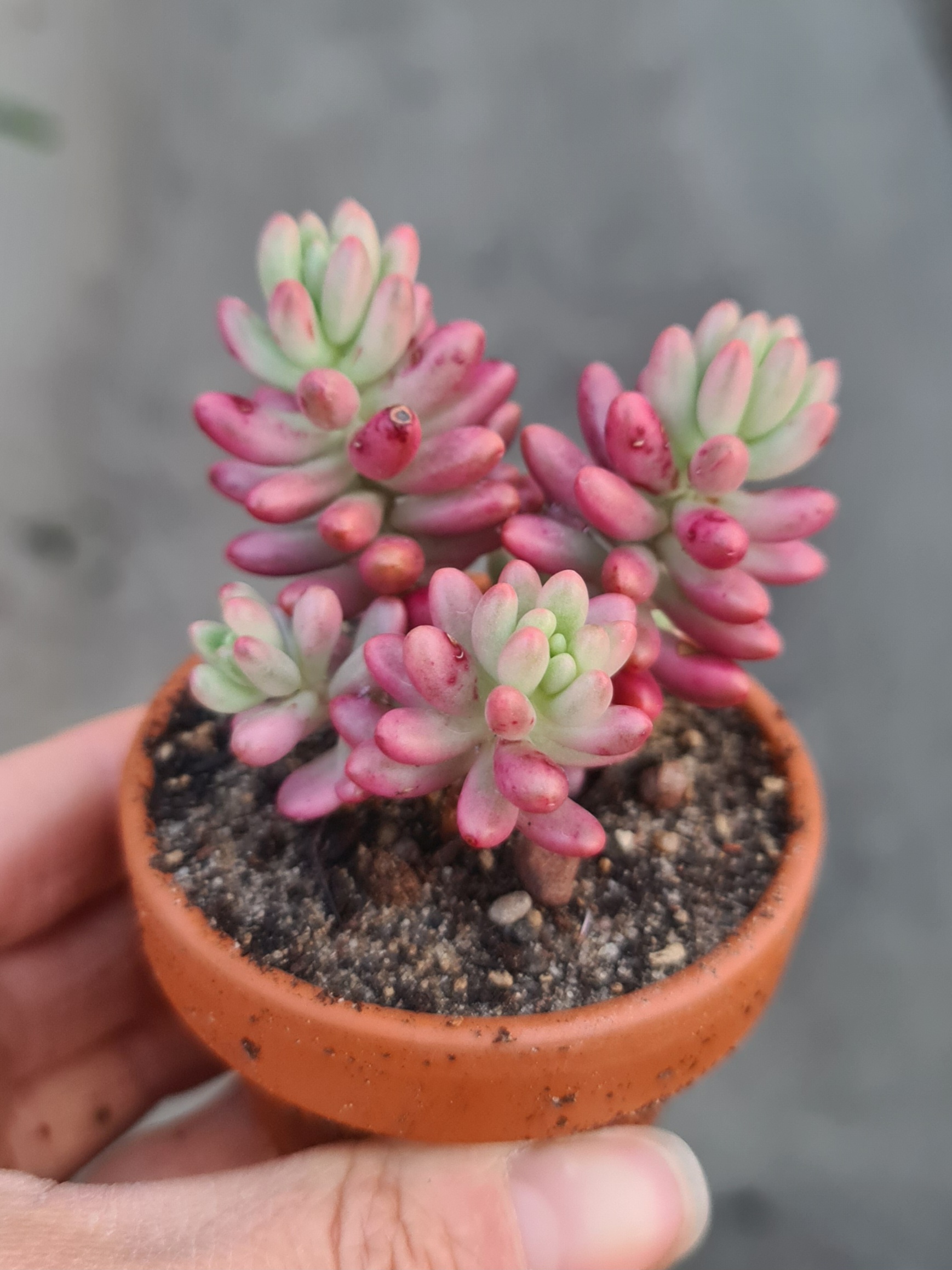 Sedum rubrotinctum cv. Aurora variegata