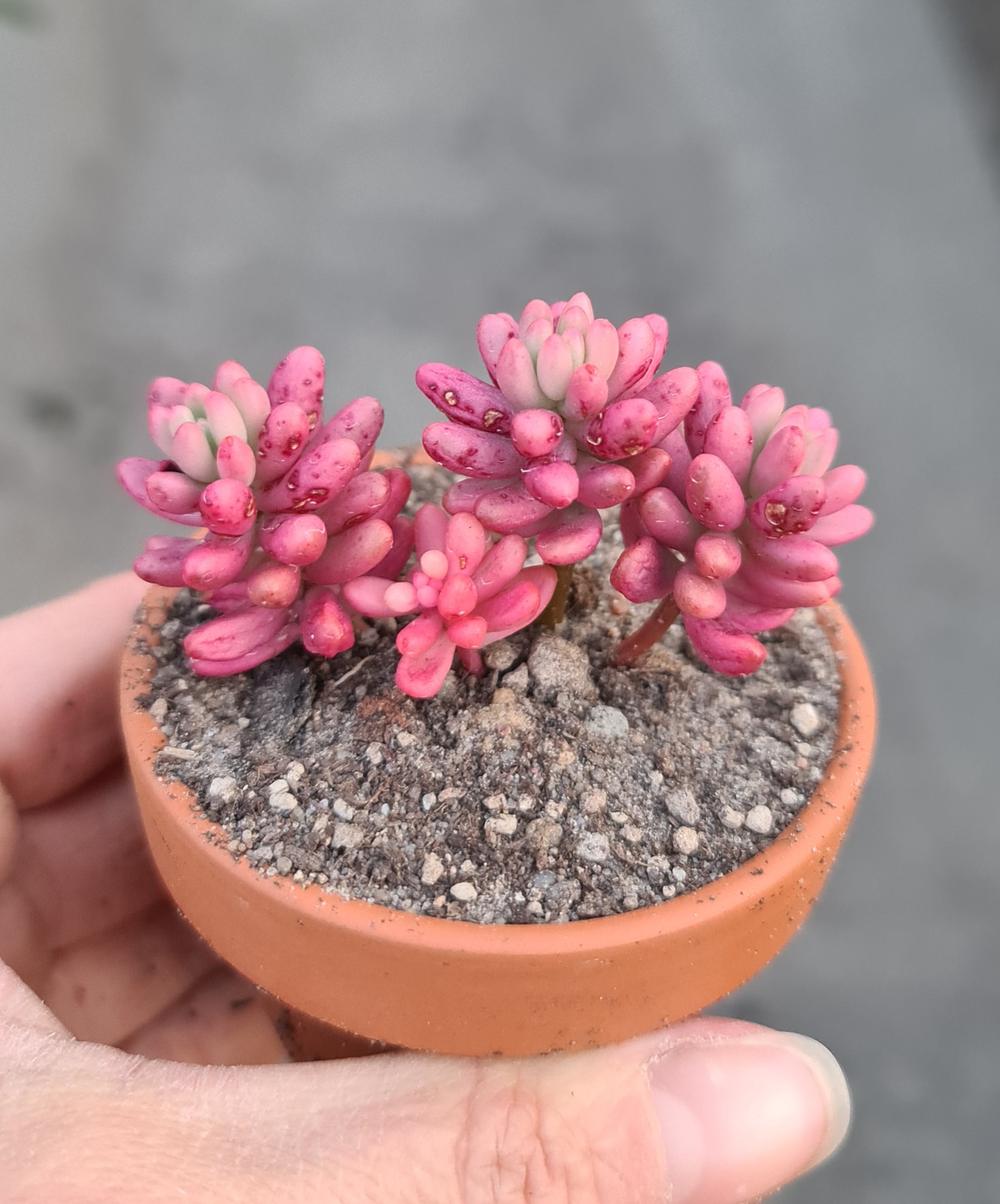 Sedum rubrotinctum cv. Aurora variegata