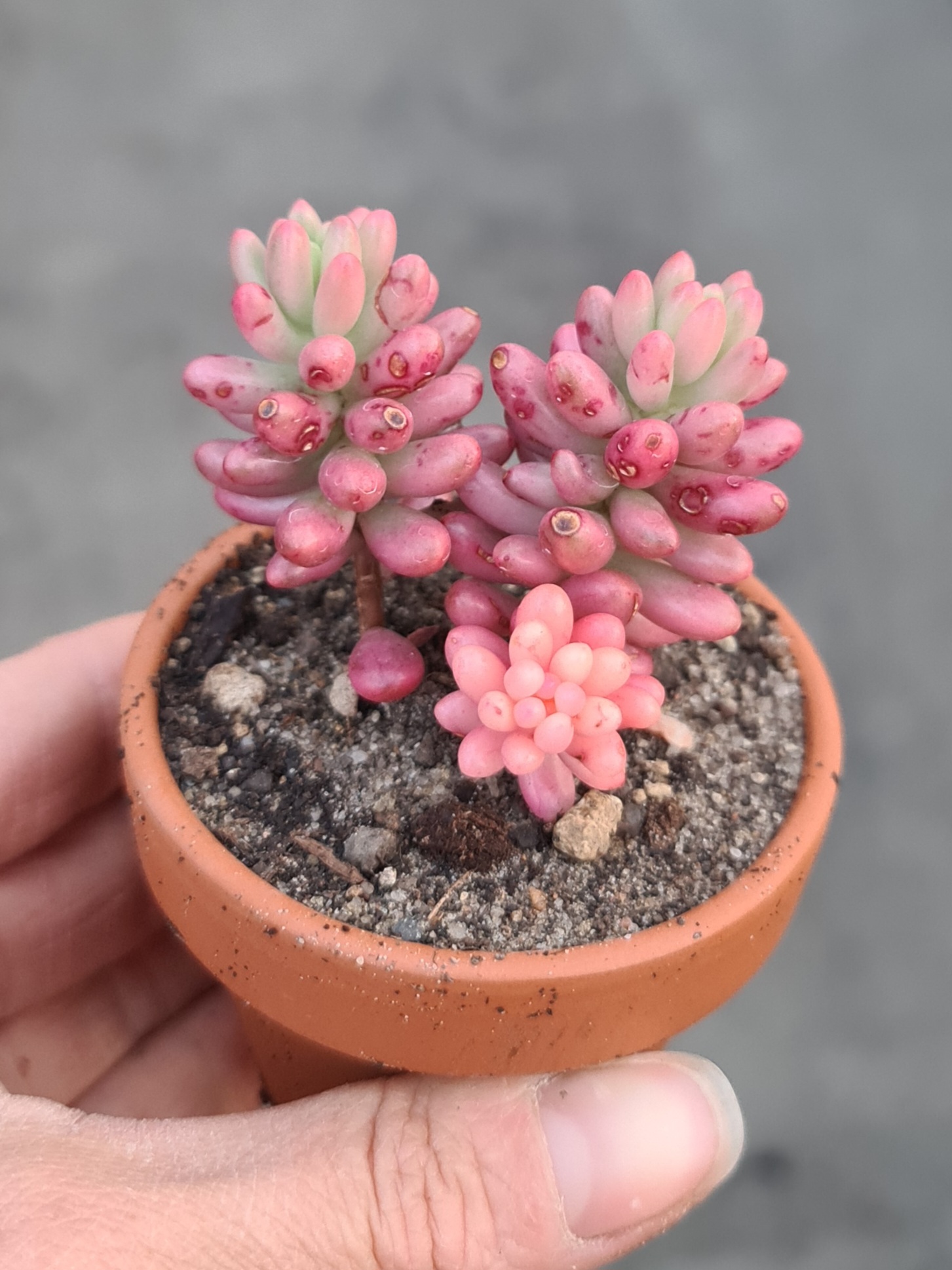 Sedum rubrotinctum cv. Aurora variegata