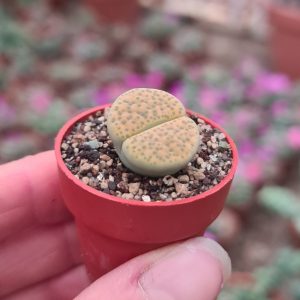 Lithops fulviceps cv. Aurea