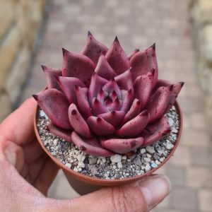 Echeveria agavoides cv. Giant Purple
