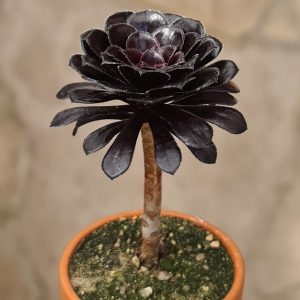 Aeonium arboreum cv. Schwarzkopf
