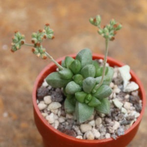 Crassula elegans