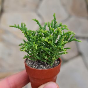Crassula muscosa var. minor