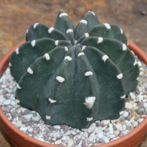 Echinopsis subdenudata cv. Fuzzy Navel